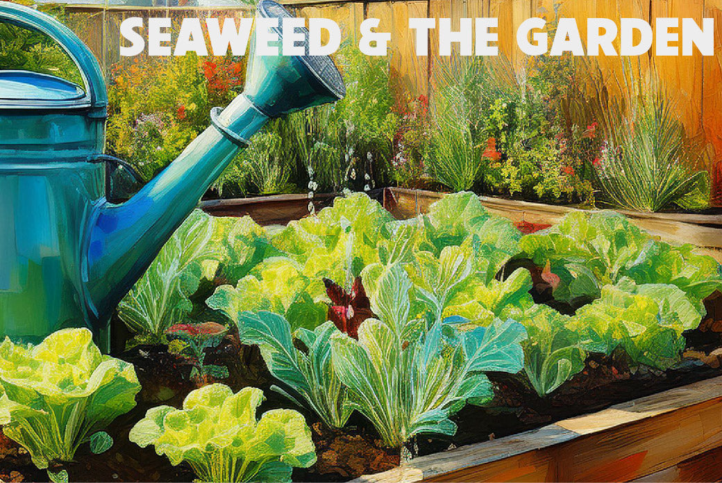 Sustainable Gardening: The Power of Seaweed for Soil and Gut Health